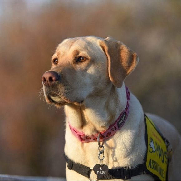 Meet your Posher, Tao - Picture 1 of 1